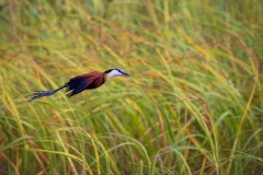 1_African-Jacana