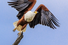 African-Eagle