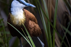 African-Jacana