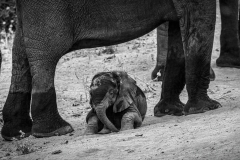 Baby-Elephant-in-the-Shade