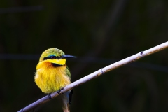 Bee-Eater