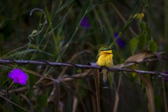 Cinnamon-Crested-Bee-eater