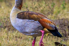 Egyptian-Goose