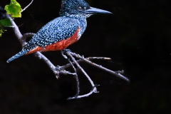 Giant-Kingfisher