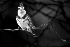 Kingfisher-in-BW