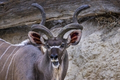 Kudu