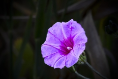 Morning-Glory