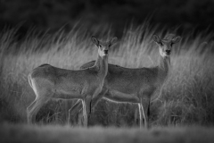 Roe-Deer