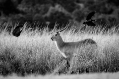 Waterbuck