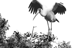 Yellow-Billed-Stork-in-BW