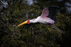 Yellow-Billed-Stork