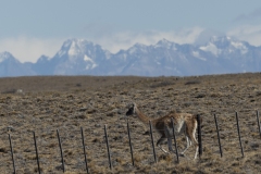 Patagonia-2023-1-34