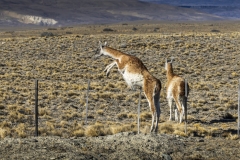 Patagonia-2023-2-14