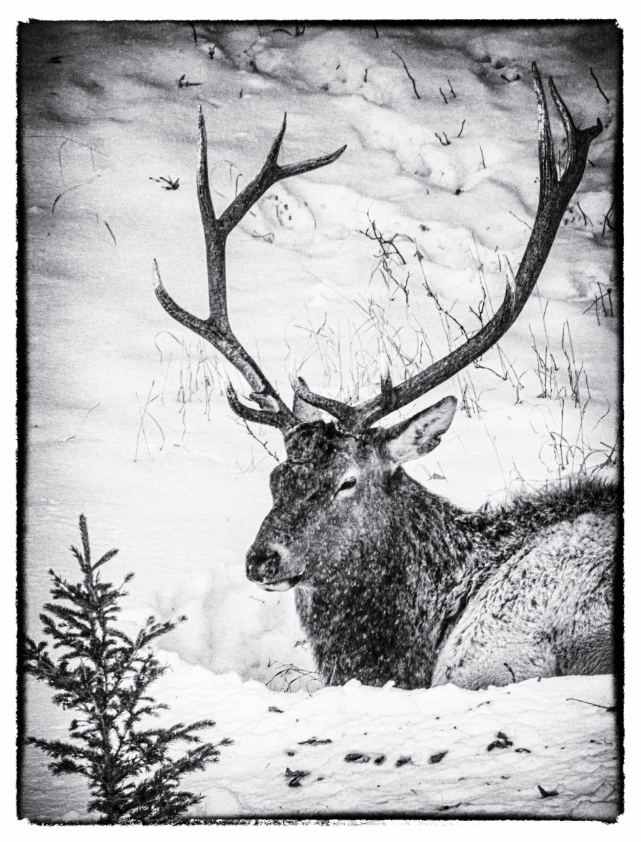Yellowstone-2023-10