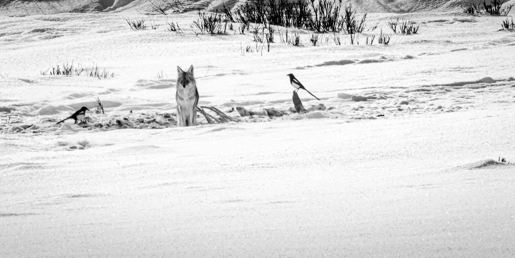 Yellowstone-2023-11