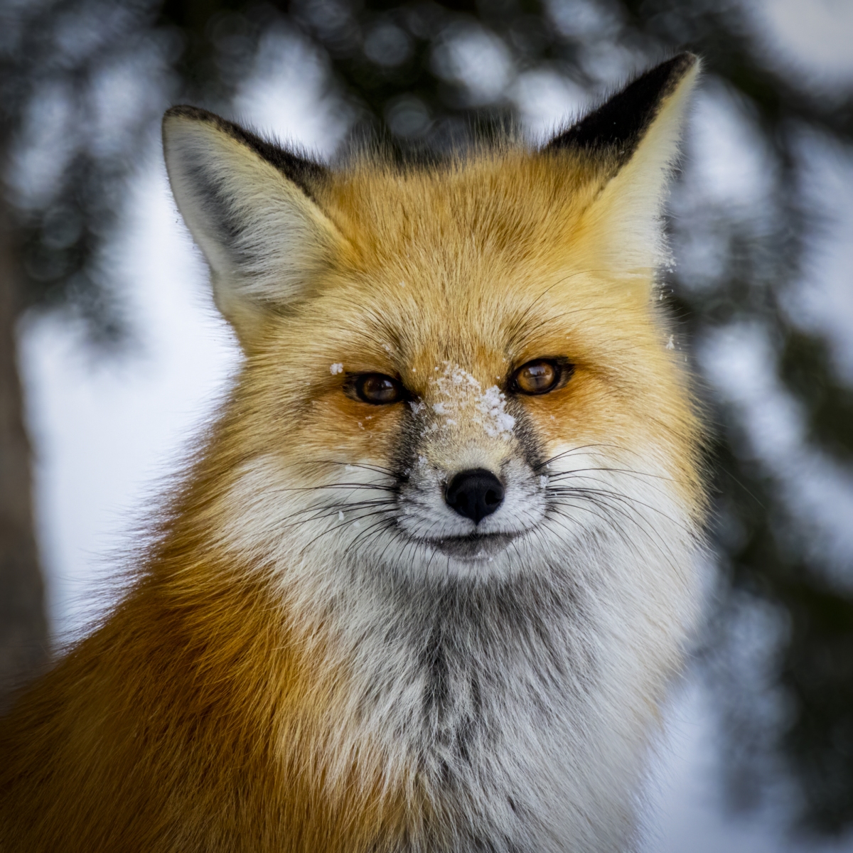 Yellowstone-2023-12