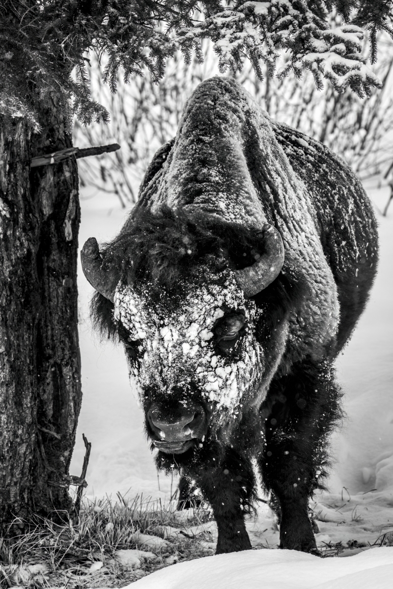 Yellowstone-2023-4