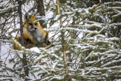 Yellowstone-2023-13