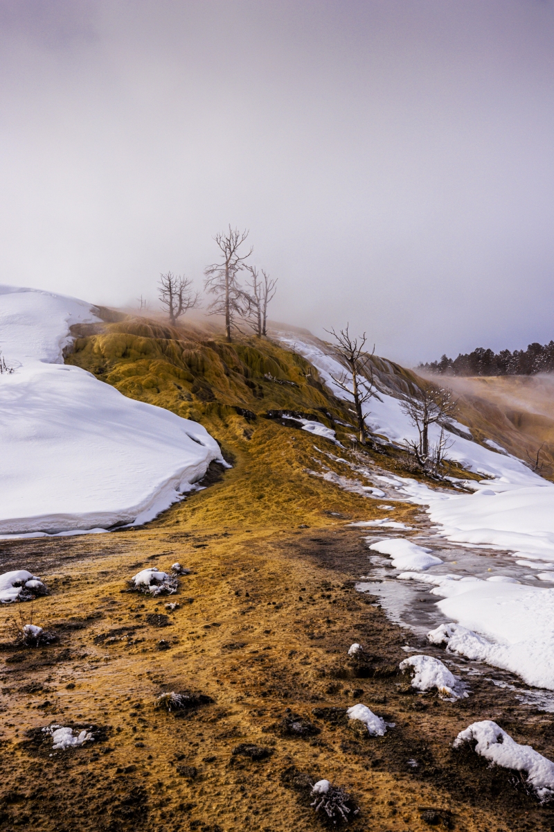 Yellowstone-2024-1