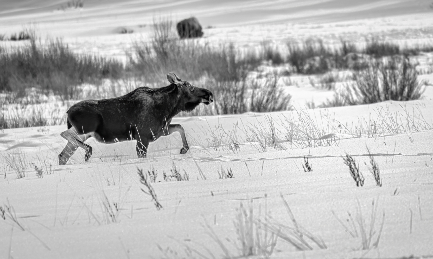 Yellowstone-2024-12
