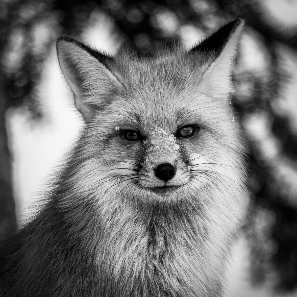 Yellowstone-2024-14