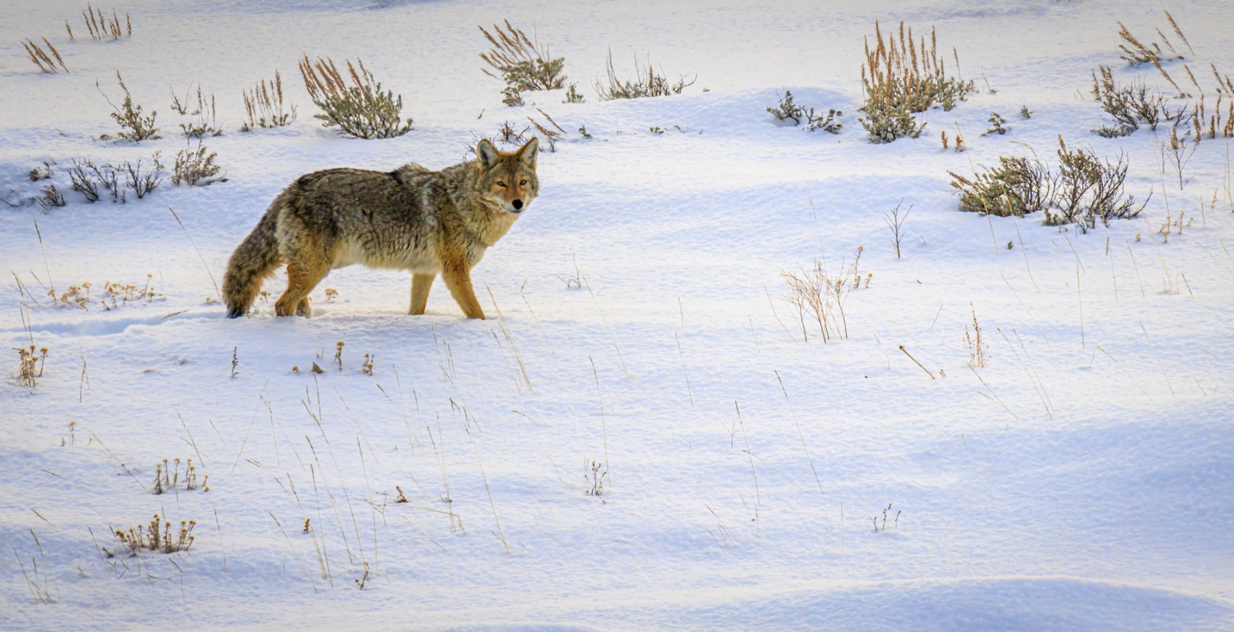 Yellowstone-2024-15