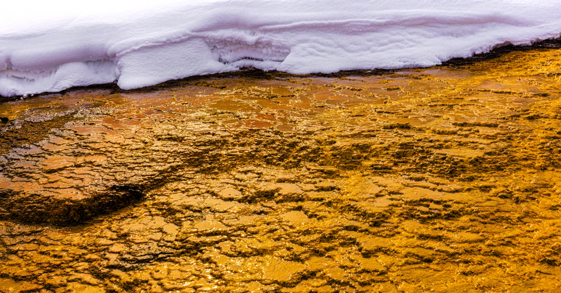 Yellowstone-2024-8