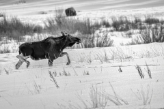 Yellowstone-2024-12