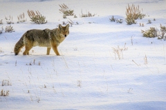 Yellowstone-2024-15